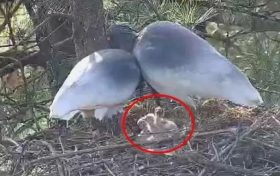 漢中3只朱鹮寶寶出生！為2022年人工可監(jiān)測到的首窩朱鹮幼鳥縮略圖