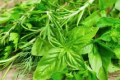 今天，我們?nèi)绾斡H近野菜縮略圖