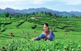 官宣！漢中市茶旅融合精品線路發(fā)布縮略圖