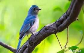 快看！漢中高人氣“山水秘境”變?yōu)椤傍B的天堂”縮略圖