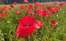 超美！漢中虞美人花海釋放繽紛活力，快來欣賞如畫美景縮略圖