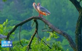 野外朱鹮數(shù)從7只擴(kuò)大7000多只！陜西生物多樣性實現(xiàn)恢復(fù)性增長縮略圖