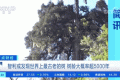 世界上最古老的樹？樹齡或超5000年！長這樣→縮略圖