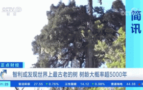 世界上最古老的樹？樹齡或超5000年！長這樣→縮略圖