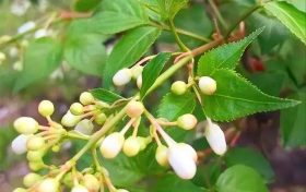 “國(guó)家地理標(biāo)志農(nóng)產(chǎn)品”——鎮(zhèn)巴樹花菜縮略圖