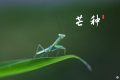 芒種，愿所有耕耘，終有收獲縮略圖