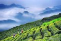 綜合產(chǎn)值超300億元！漢中成為西北地區(qū)最大的茶產(chǎn)業(yè)生產(chǎn)基地縮略圖