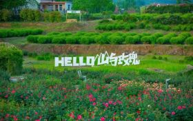 當端午遇上花海，漢中的夏日浪漫就在這里！縮略圖