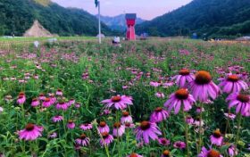 相約在夏季，徜徉在漢中這片花海，美到心醉！縮略圖