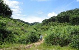 村民反映野豬經(jīng)常出沒糟蹋莊稼，回應(yīng)：8戶農(nóng)戶受災(zāi)，將定損賠付縮略圖
