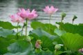 溫風(fēng)至，小暑來，長夏至此盛縮略圖