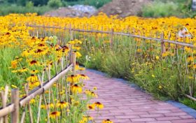 相約在夏季，徜徉在花海，美到心醉！縮略圖
