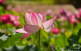 漢中這片梯田荷花驚艷綻放！太出片了縮略圖