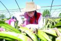 四問今夏超強高溫天氣：這么熱正常嗎？來年還會這么熱嗎？縮略圖