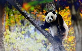 跟著熊貓的腳步，來一場浪漫的賞秋之旅！縮略圖