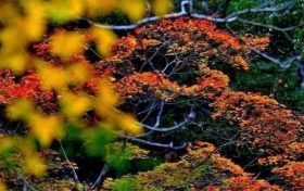 繽紛秋色入畫來，一起云賞佛坪絢爛秋景吧！縮略圖