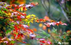 流金溢彩，秋色秘境，佛坪漫山紅葉已上線~縮略圖