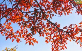 龍頭山彩林觀賞指數(shù)“爆表” ，萬木斑斕，色彩濃郁，美似油畫~縮略圖