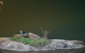 網(wǎng)友在佛坪偶遇野生水獺曬太陽(yáng)，結(jié)伴嬉戲很可愛(ài)！縮略圖