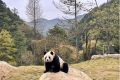 首批“住戶”在秦嶺大熊貓的“新家”住的習(xí)慣嗎？快來(lái)圍觀！縮略圖