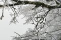 云賞龍頭山入冬初雪！霧凇奇觀太美啦！縮略圖