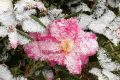 玉樹瓊枝！漢臺雪景美如畫！縮略圖