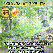 長(zhǎng)青保護(hù)區(qū)黑熊與羚牛狹路相逢！縮略圖