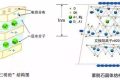 應(yīng)對(duì)新冠要囤蒙脫石散？專家：備一兩盒正常，但未必是止瀉首選縮略圖