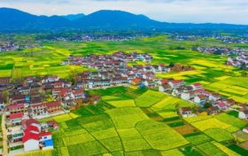 最新消息！南鄭區(qū)確定為2023中國(guó)最美油菜花海漢中旅游文化節(jié)主會(huì)場(chǎng)縮略圖
