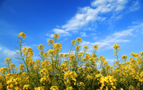 @所有人，漢中油菜花花期提前！你準備好了嗎？縮略圖