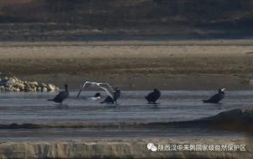 3只織女銀鷗！漢中首次發(fā)現(xiàn)→縮略圖