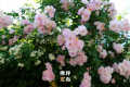春暖花開的序曲即將奏響，佛坪賞花指南為您送上！縮略圖