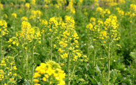 乘坐高鐵看漢中油菜花海提前了縮略圖