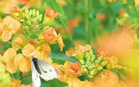 五彩斑斕的油菜花，回暖的三月不妨去皇塘尋找它！縮略圖