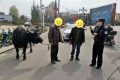 南鄭公安：水牛街頭“散步”，民警送它“回家”！縮略圖