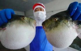 ?注意！近期有人因它中毒，0.5毫克可致死縮略圖