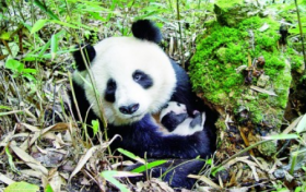 奇山秀水+秦楚巴蜀！漢中“贏麻”了縮略圖
