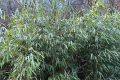 首次！佛坪人工竹林引來野生大熊貓！縮略圖