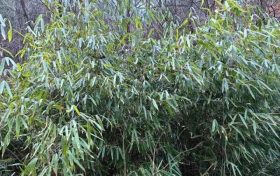 首次！佛坪人工竹林引來野生大熊貓！縮略圖