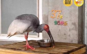破紀錄！全球最長壽朱鹮平平37歲啦！縮略圖
