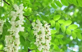 采擷春天的“珍饈野菜”，快來(lái)佛坪一飽口福吧！縮略圖