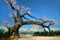 “五一”假期，西鄉(xiāng)櫻桃溝景區(qū)提升現(xiàn)新貌！縮略圖