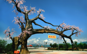 “五一”假期，西鄉(xiāng)櫻桃溝景區(qū)提升現(xiàn)新貌！縮略圖