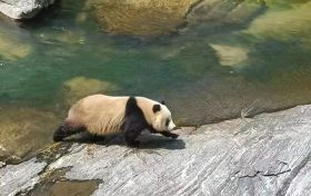 漢中野生大熊貓走紅！泳姿萌翻全國網(wǎng)友！縮略圖