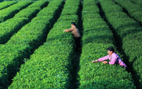 喜報(bào)！漢中新增3A級(jí)旅游景區(qū) →縮略圖