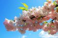 藏不住了！漢臺(tái)鮮為人知的踏青賞春好去處→縮略圖