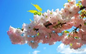 藏不住了！漢臺鮮為人知的踏青賞春好去處→縮略圖