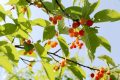 留壩櫻桃紅了！初夏的味道m(xù)in甜！縮略圖