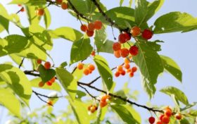 留壩櫻桃紅了！初夏的味道m(xù)in甜！縮略圖