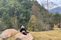 可愛暴擊！秦嶺大熊貓賣萌撒歡現(xiàn)場(chǎng)→縮略圖